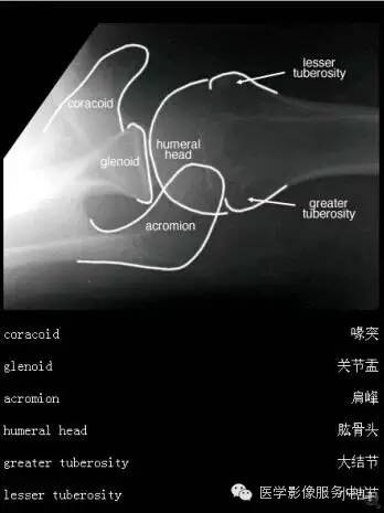 国际经典解剖图（高清）