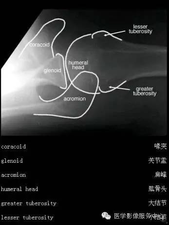 国际经典解剖图（高清）