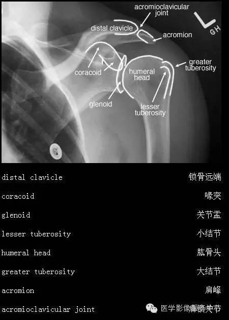 国际经典解剖图（高清）