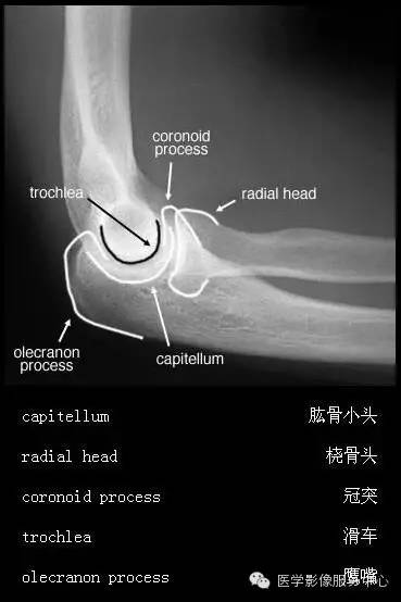 国际经典解剖图（高清）