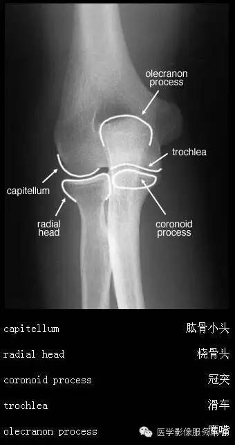 国际经典解剖图（高清）