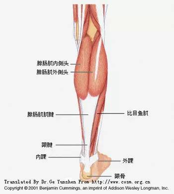 腓肠肌群损伤诊断要点与治疗汇总，看这篇就够了！