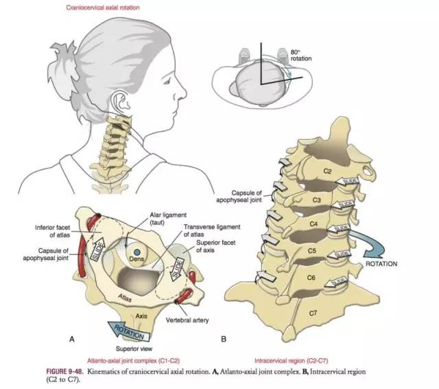颈椎肌动学基础与评估，详细讲解！