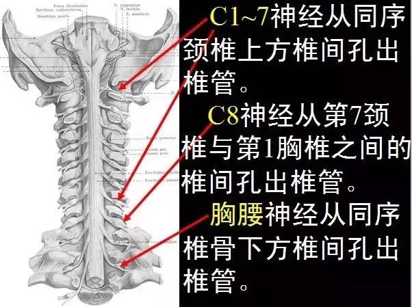 颈椎肌动学基础与评估，详细讲解！