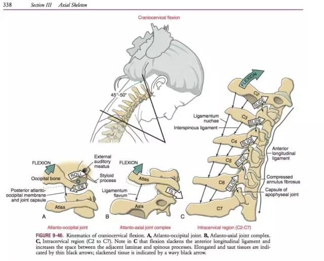 颈椎肌动学基础与评估，详细讲解！
