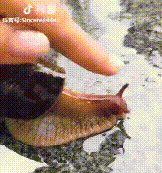 雨后遍地爬的大蜗牛，为啥不能让孩子碰？快转发提醒更多的人！