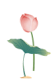 动态,荷花