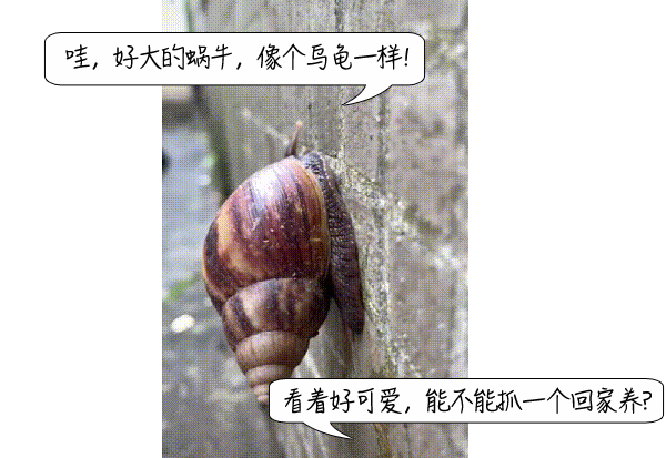 雨后遍地爬的大蜗牛，为啥不能让孩子碰？快转发提醒更多的人！