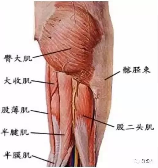 股骨头坏死的十大要点，帮你整理好了！