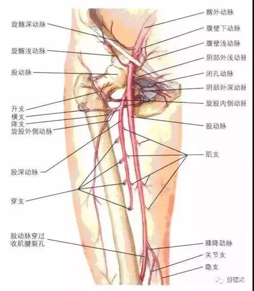 股骨头坏死的十大要点，帮你整理好了！