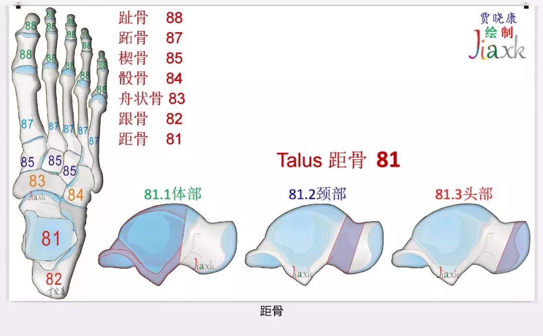 值得收藏！最全的AO骨折分型图谱