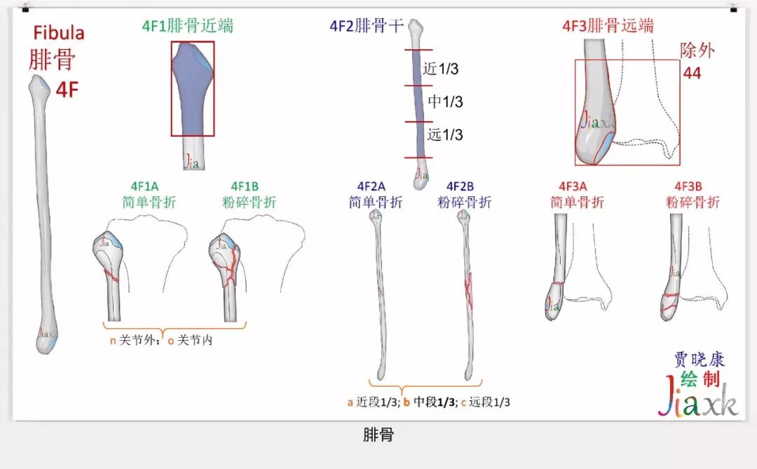 值得收藏！最全的AO骨折分型图谱