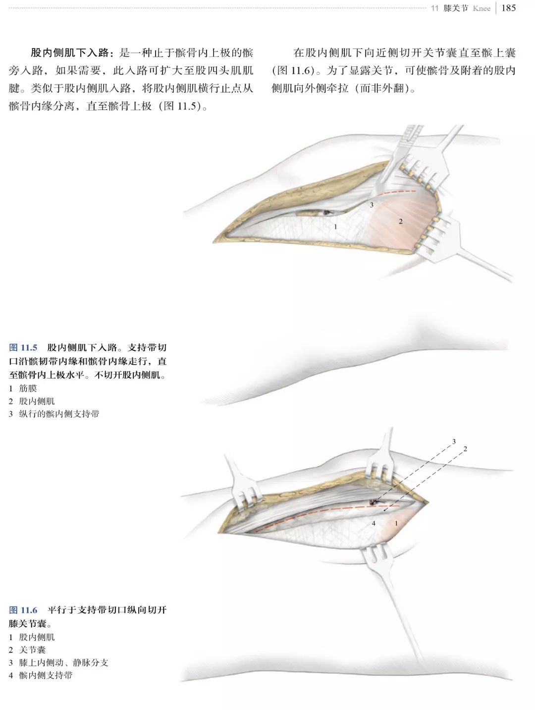 新书推荐：经典骨科手术入路图解，看这本就够了！