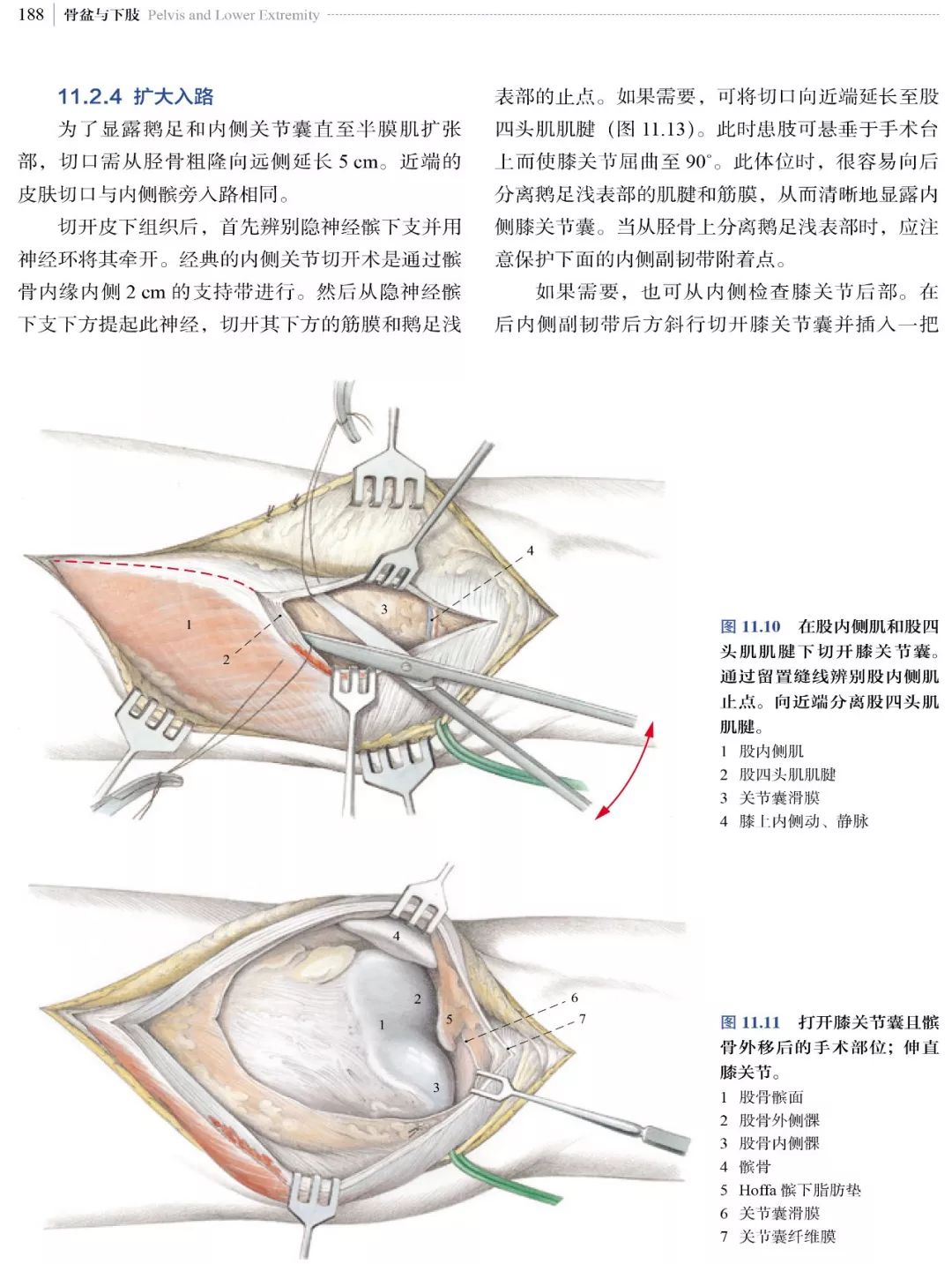 新书推荐：经典骨科手术入路图解，看这本就够了！