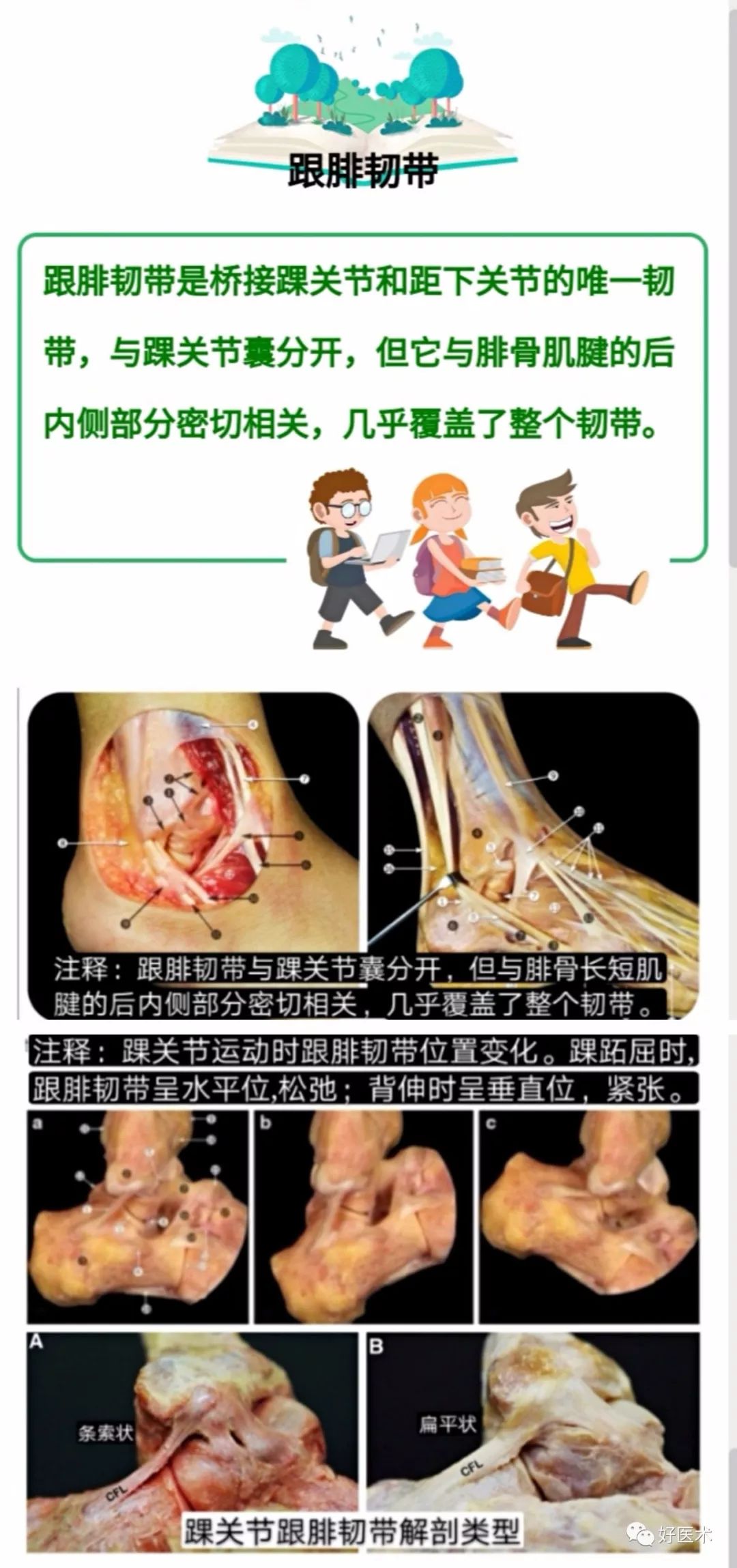 一文搞定！踝关节周围韧带的解剖及MRI特征