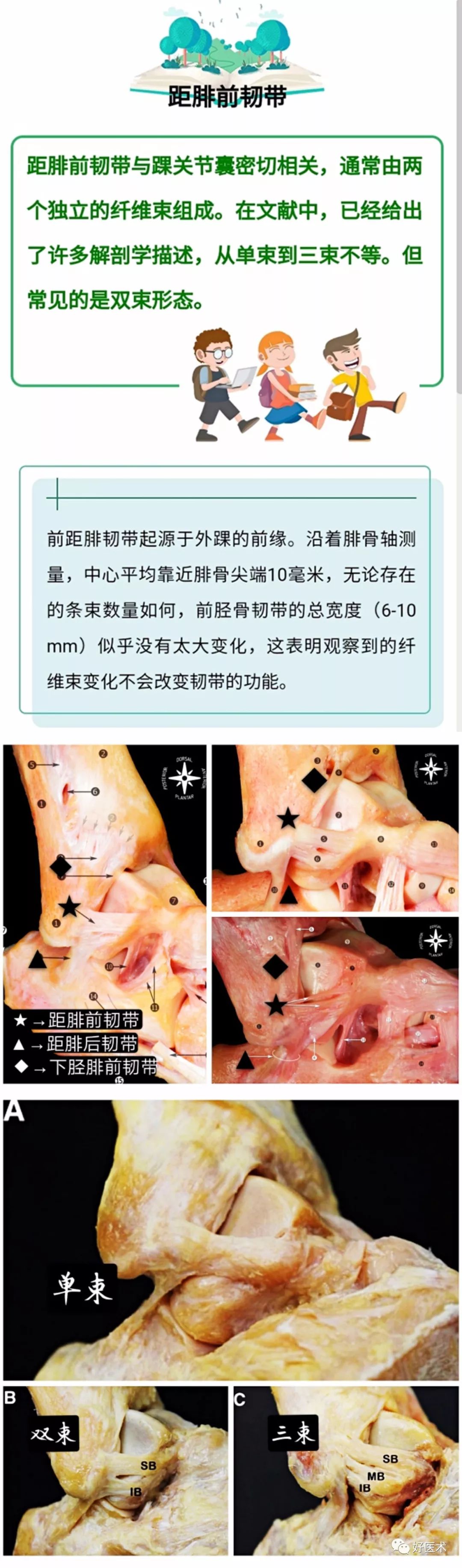 一文搞定！踝关节周围韧带的解剖及MRI特征