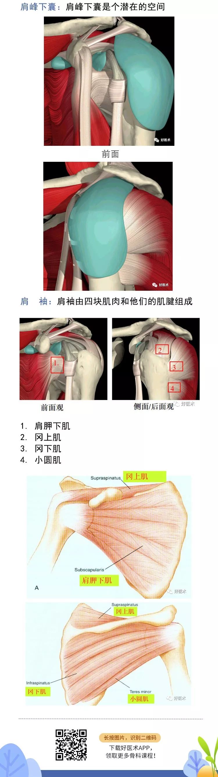 肩关节损伤的影像学诊断技巧，看这篇就够了！