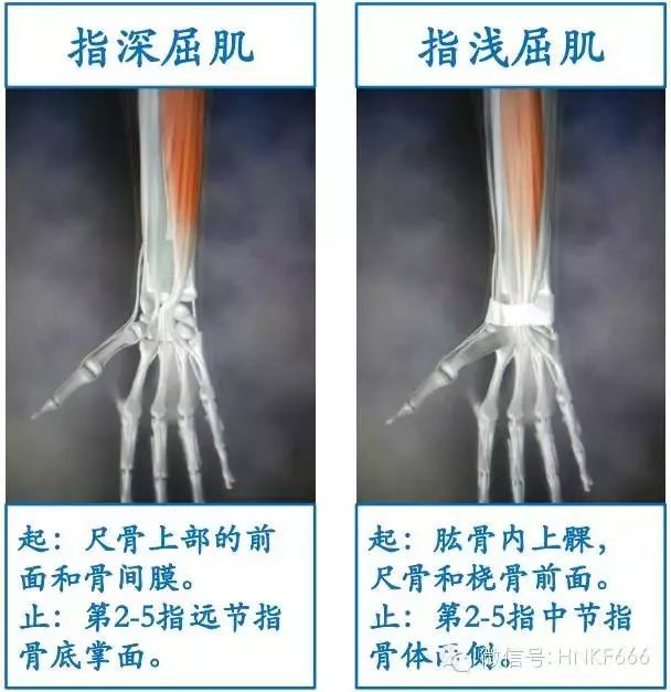 精美3D骨骼肌解剖图谱，值得收藏！