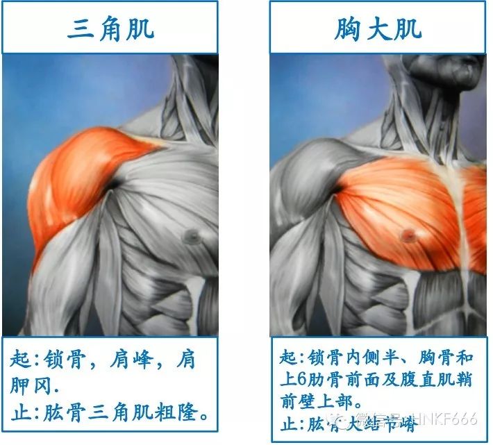 精美3D骨骼肌解剖图谱，值得收藏！