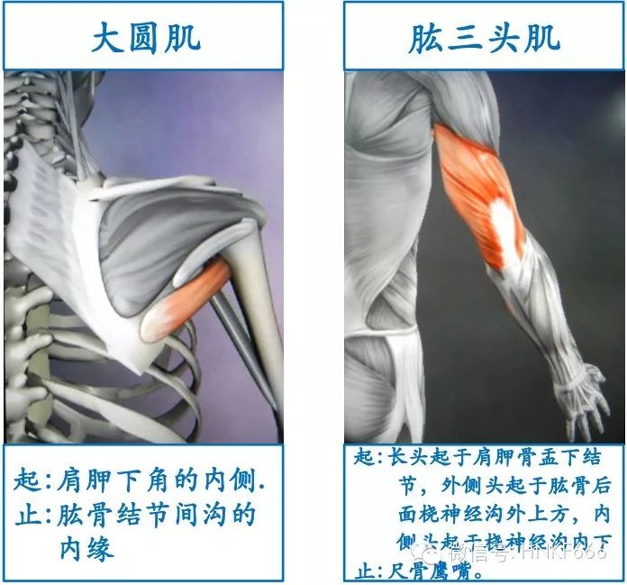 精美3D骨骼肌解剖图谱，值得收藏！