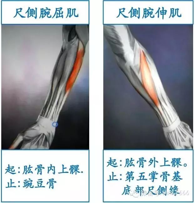 精美3D骨骼肌解剖图谱，值得收藏！