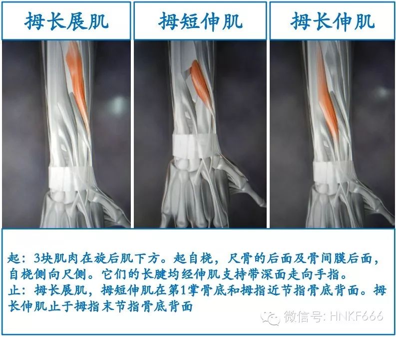 精美3D骨骼肌解剖图谱，值得收藏！