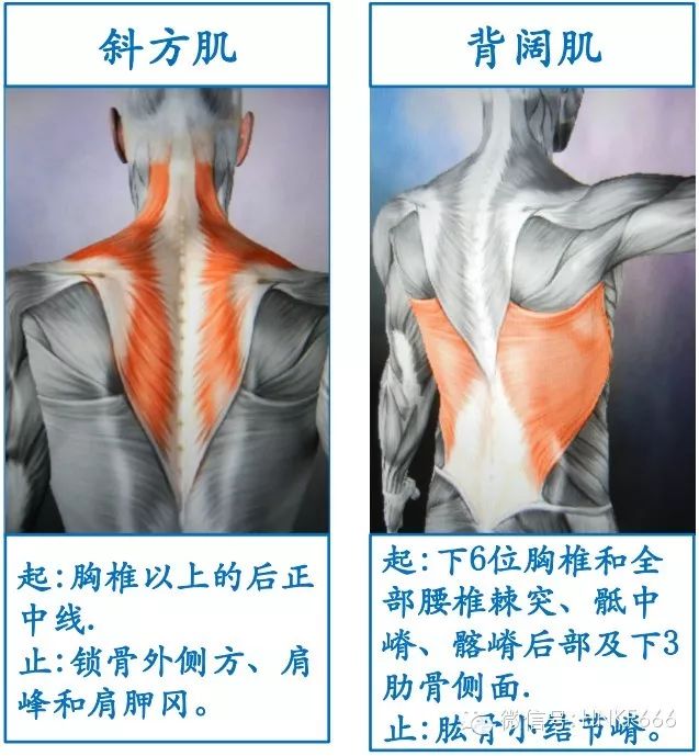 精美3D骨骼肌解剖图谱，值得收藏！