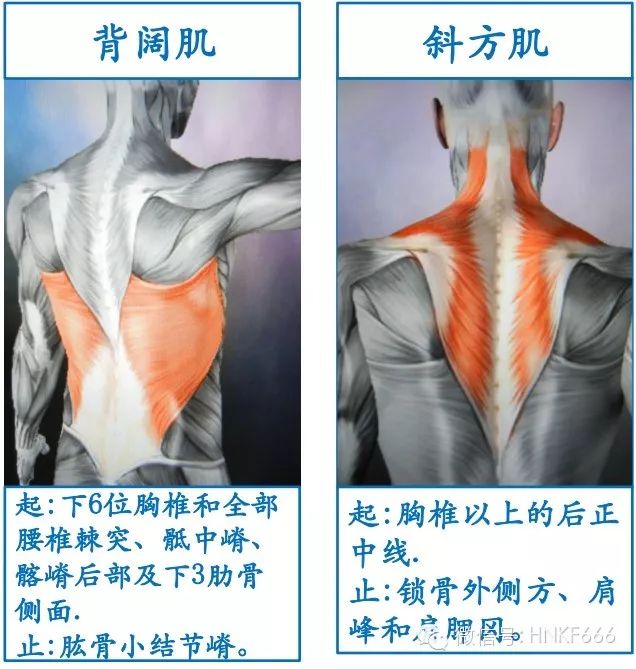 精美3D骨骼肌解剖图谱，值得收藏！