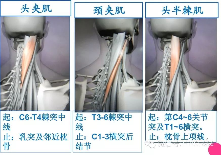 精美3D骨骼肌解剖图谱，值得收藏！