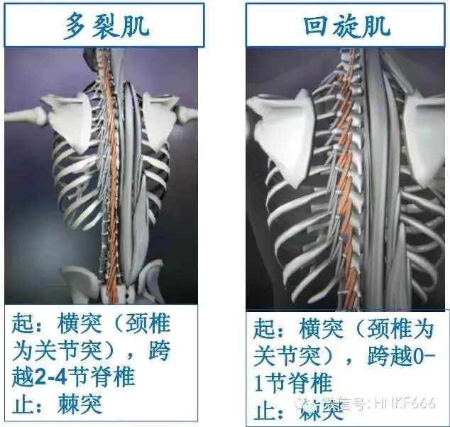 精美3D骨骼肌解剖图谱，值得收藏！