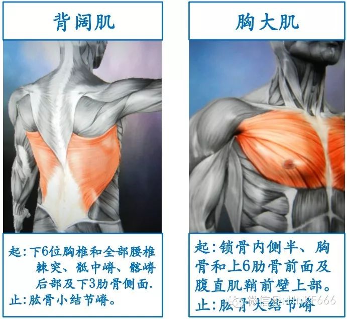 精美3D骨骼肌解剖图谱，值得收藏！