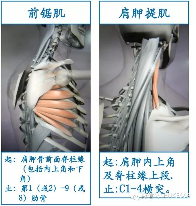 精美3D骨骼肌解剖图谱，值得收藏！