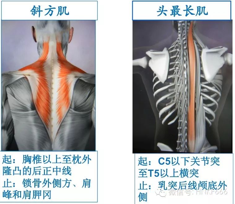 精美3D骨骼肌解剖图谱，值得收藏！