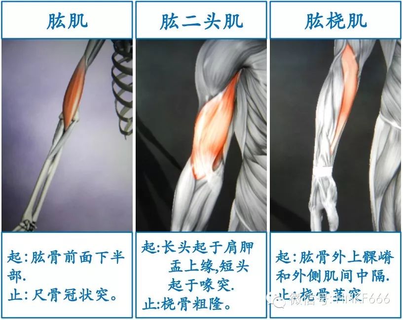 精美3D骨骼肌解剖图谱，值得收藏！