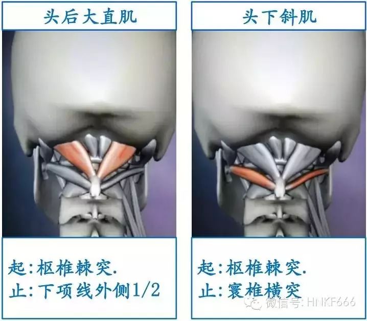 精美3D骨骼肌解剖图谱，值得收藏！