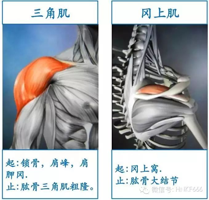 精美3D骨骼肌解剖图谱，值得收藏！