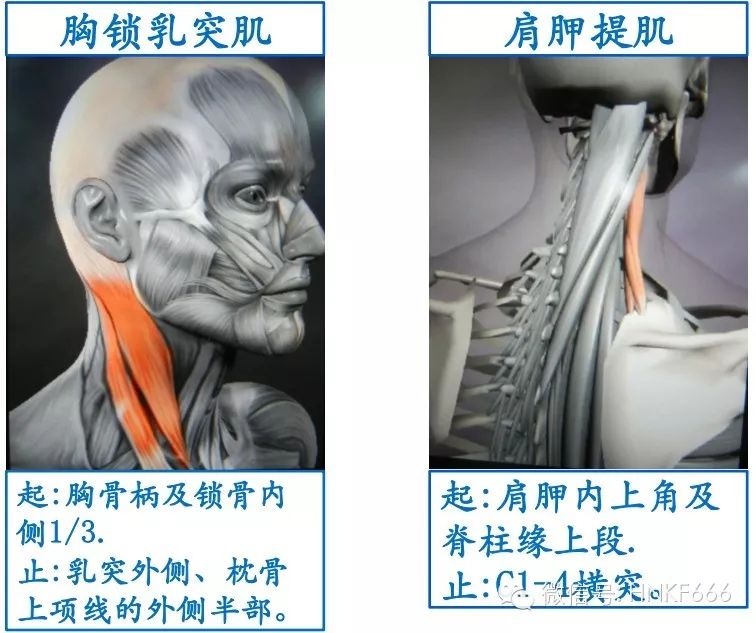 精美3D骨骼肌解剖图谱，值得收藏！