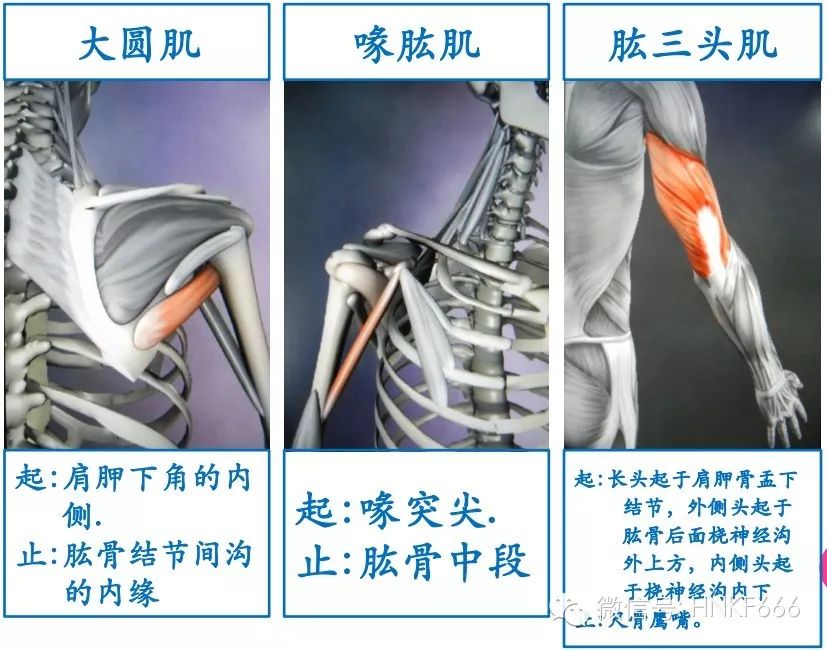 精美3D骨骼肌解剖图谱，值得收藏！