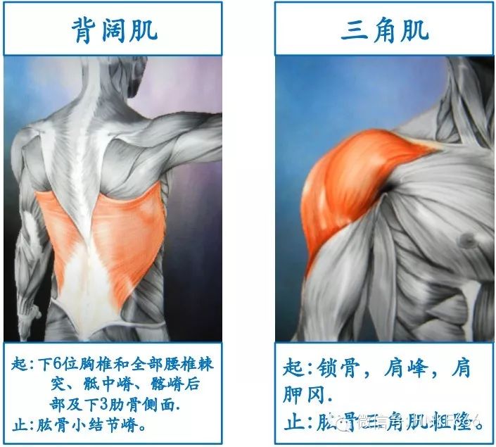 精美3D骨骼肌解剖图谱，值得收藏！