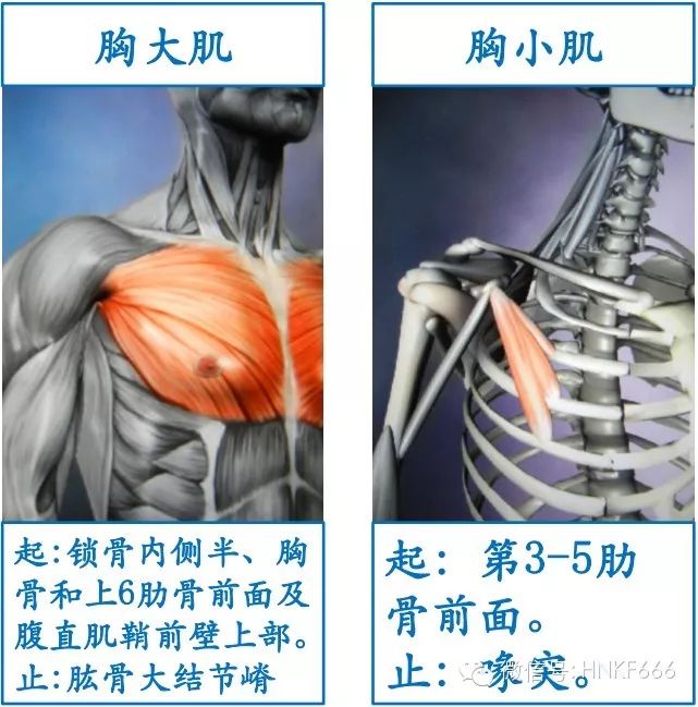 精美3D骨骼肌解剖图谱，值得收藏！