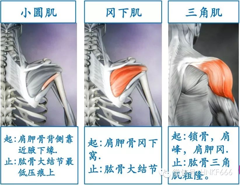 精美3D骨骼肌解剖图谱，值得收藏！