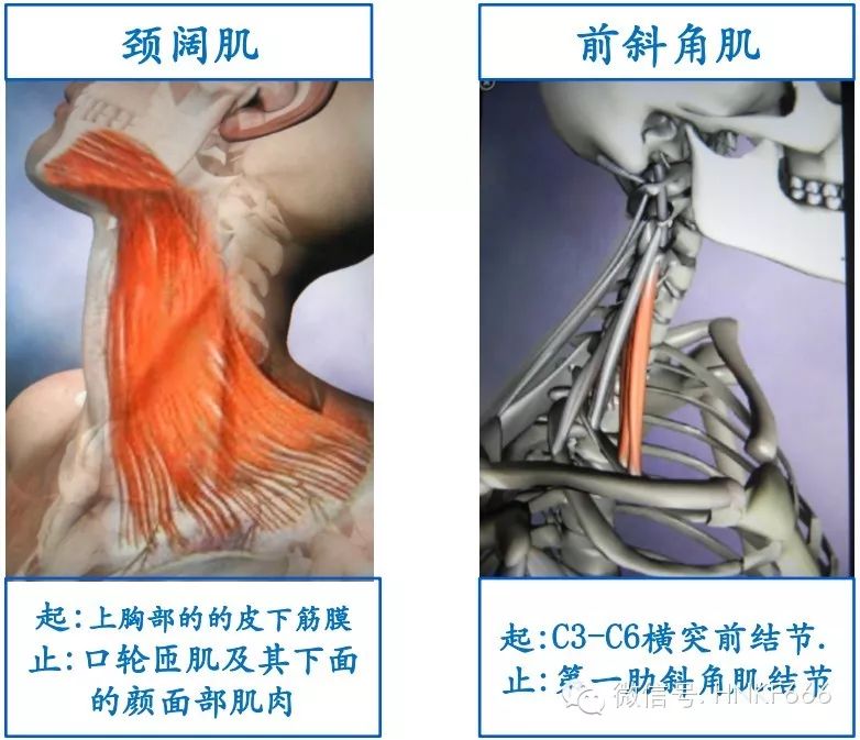 精美3D骨骼肌解剖图谱，值得收藏！