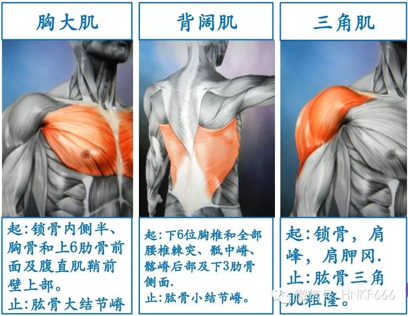 精美3D骨骼肌解剖图谱，值得收藏！