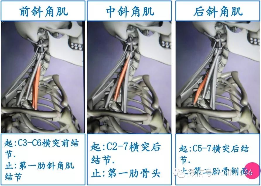 精美3D骨骼肌解剖图谱，值得收藏！