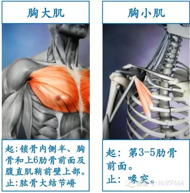 精美3D骨骼肌解剖图谱，值得收藏！