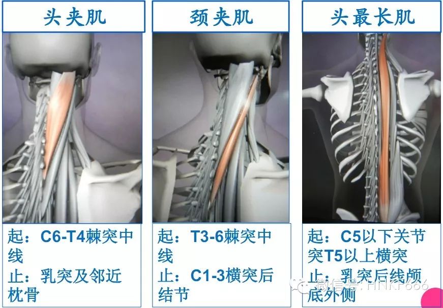 精美3D骨骼肌解剖图谱，值得收藏！