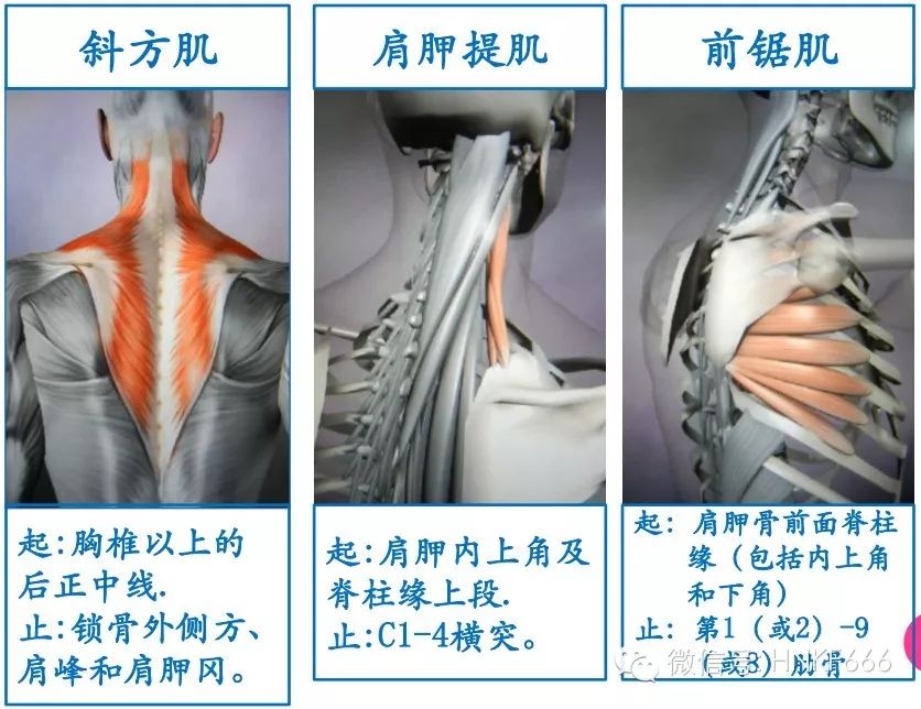 精美3D骨骼肌解剖图谱，值得收藏！