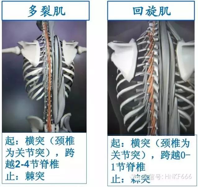 精美3D骨骼肌解剖图谱，值得收藏！