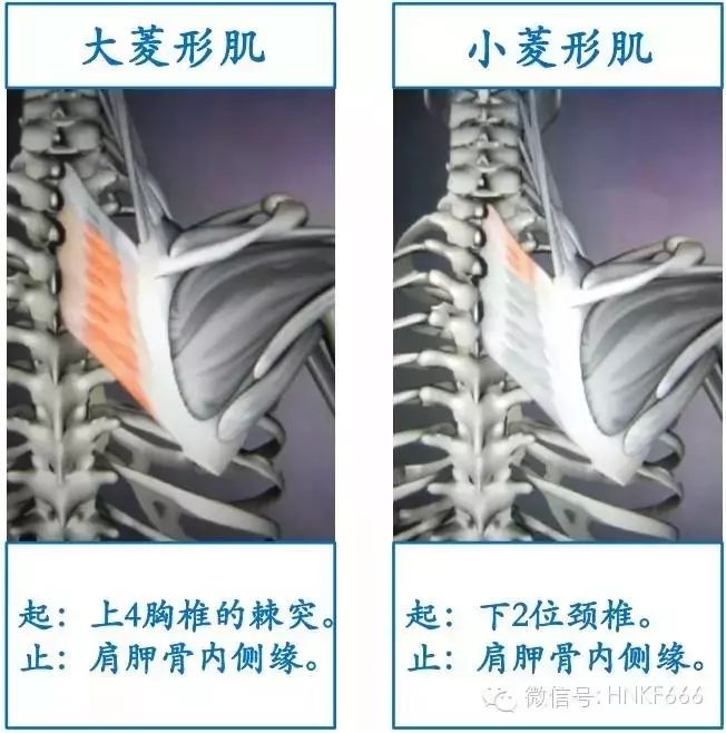 精美3D骨骼肌解剖图谱，值得收藏！