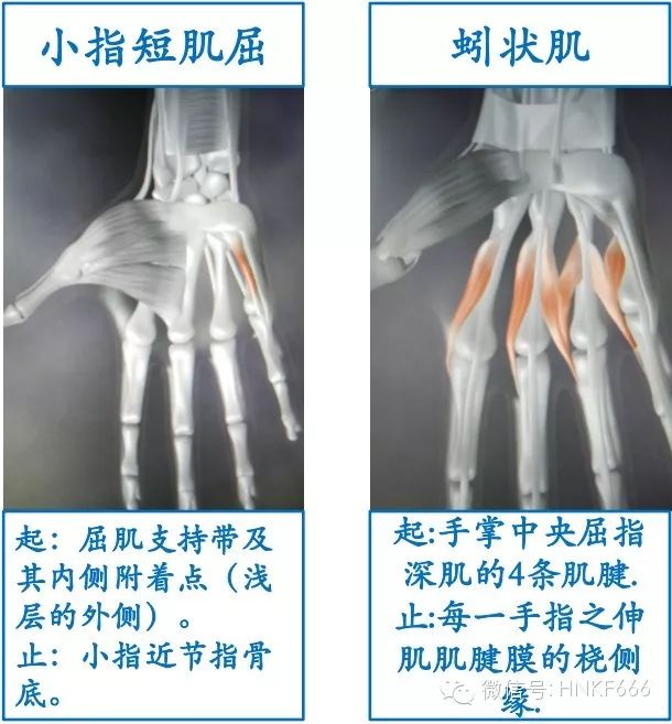 精美3D骨骼肌解剖图谱，值得收藏！